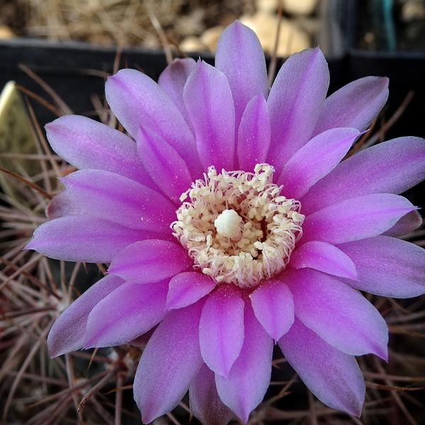 DSC06734Gymnocalycium neuhuberi