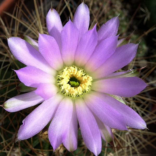 DSC06735Acanthocalycium violaceum