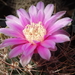 DSC06741Gymnocalycium neuhuberi