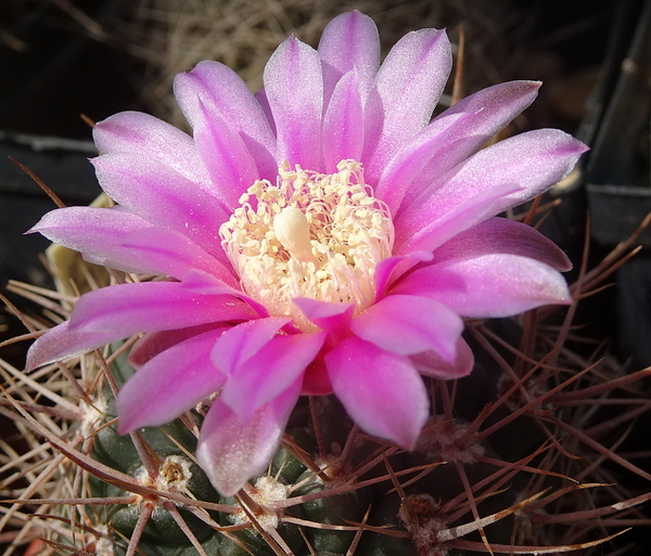 DSC06741Gymnocalycium neuhuberi