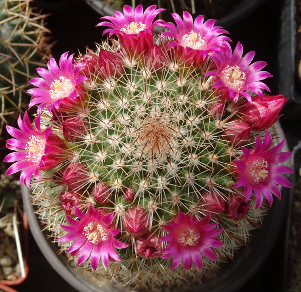 DSC06744Mammillaria ernestii