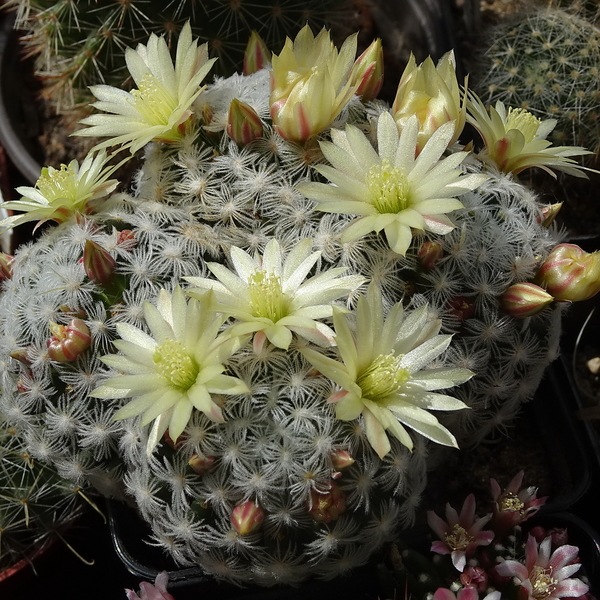 DSC06747Mammillaria duweii