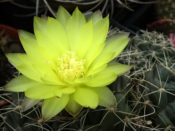 DSC06816Gymnocalycium andreae grandiflorum