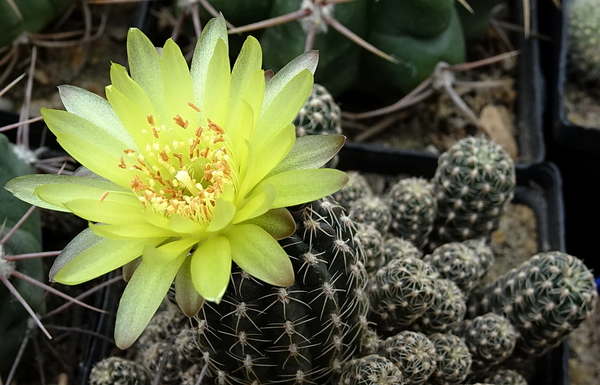 DSC06817Gymnocalycium andreae v. doppianum P 378