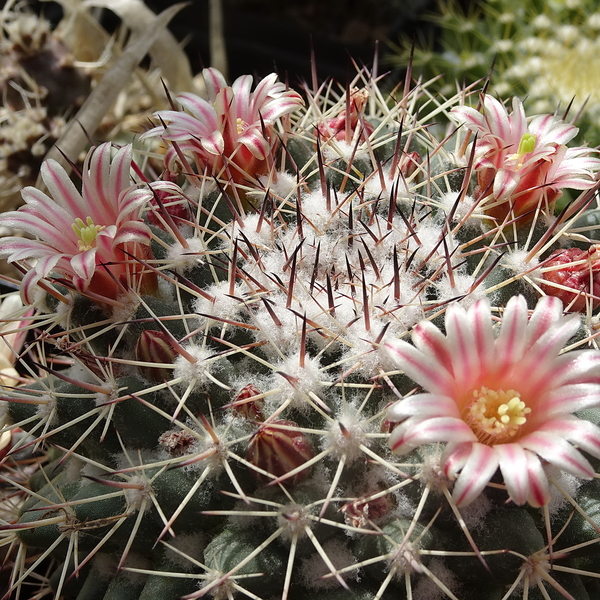 DSC06748Mammillaria tayloriorum