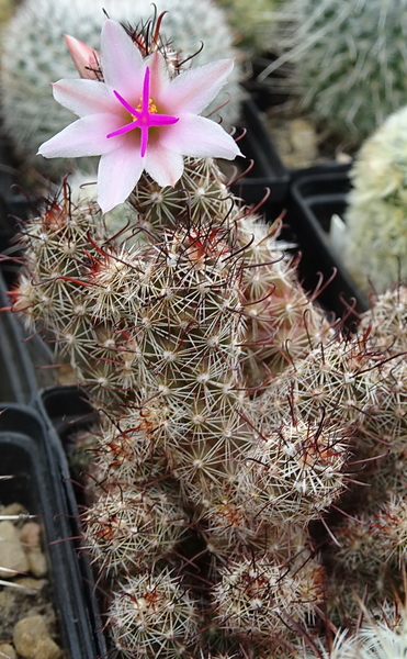 DSC06821Mammillaria thornberi ssp. yaquensis