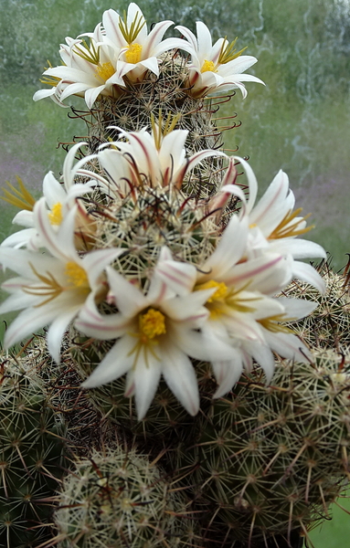 DSC06822Mammillaria hutchisoniana ssp. louisae