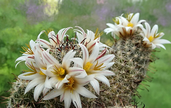 DSC06823Mammillaria hutchisoniana ssp. louisae