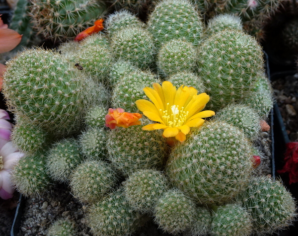 DSC06824Aylostera fabrisii v. aureiflora