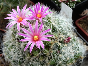 DSC06826Mammillaria kraehenbuehlii