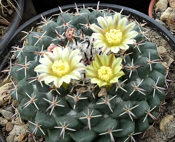 DSC06828Mammillaria uncinata GM 1025