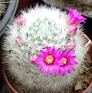 DSC06832Mammillaria laui