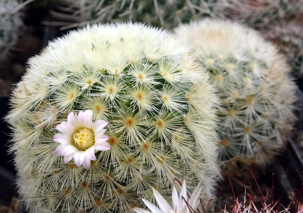 DSC06833Mammillaria carmenae