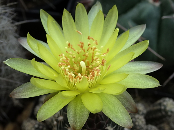 DSC06836Gymnocalycium andreae v. doppianum P 378