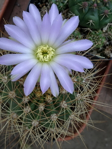 DSC06837Acanthocalycium violaceum