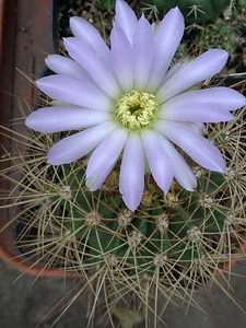 DSC06838Acanthocalycium violaceum