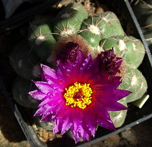 DSC06926Notocactus uebelmannianus