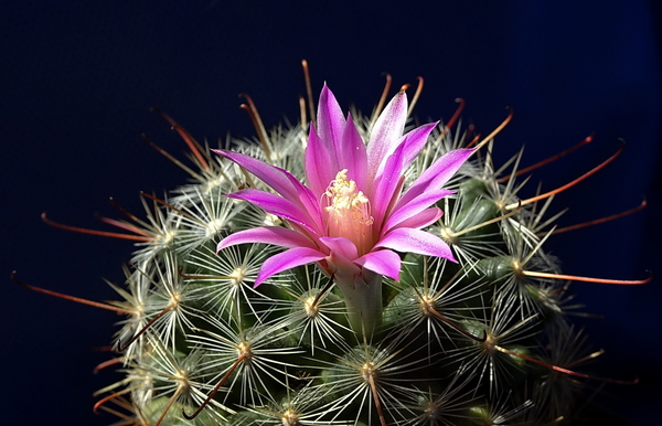 DSC06928Mammillaria longiflora