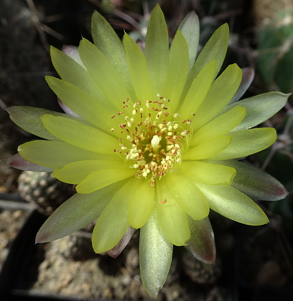 DSC06935Gymnocalycium andreae v. doppianum P 378