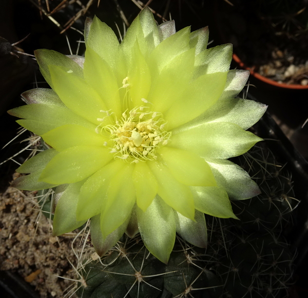 DSC06936Gymnocalycium andreae grandiflorum