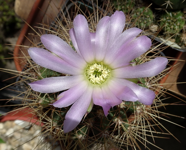 DSC06937Acanthocalycium violaceum