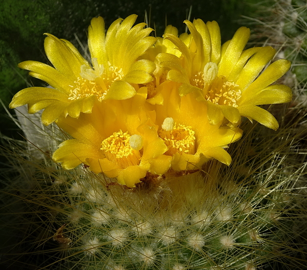 DSC06941Parodia chrysacanthion