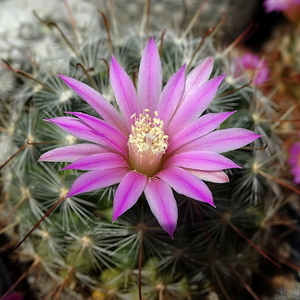 DSC06943Mammillaria longiflora