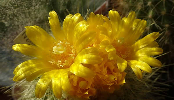 DSC06958Parodia chrysacanthion