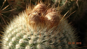 DSC06964Parodia scopa