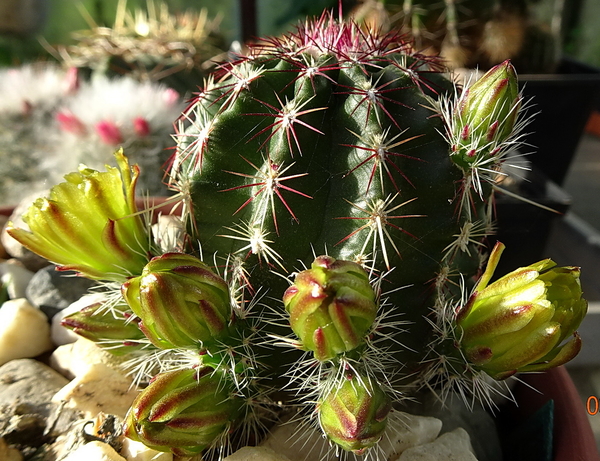 DSC06968Echinocereus chloranthus russanthus