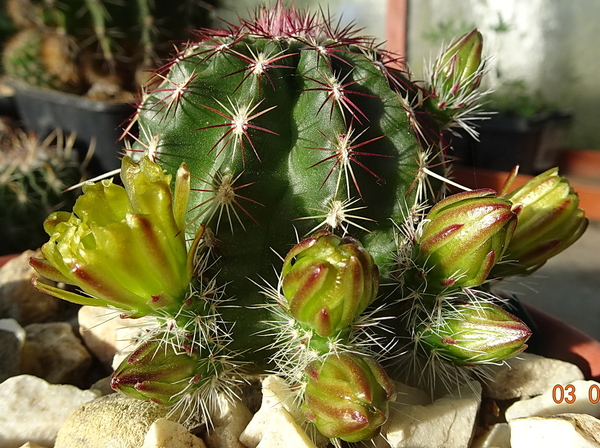 DSC06969Echinocereus chloranthus russanthus