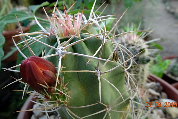 DSC06970Echinocereus triglochidiatus Colorado