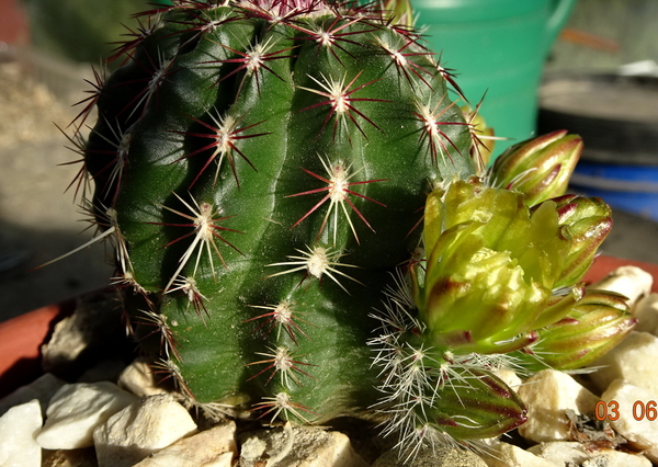 DSC06971Echinocereus chloranthus russanthus