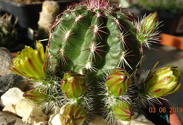 DSC06972Echinocereus chloranthus russanthus