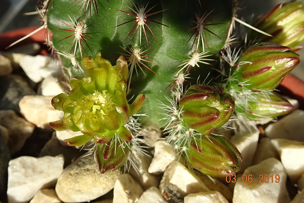 DSC06973Echinocereus chloranthus russanthus