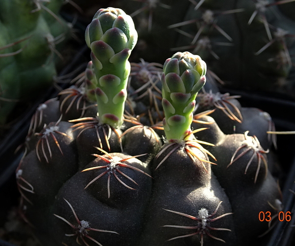 DSC06975Gymnocalycium leptanthum