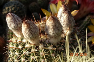 Notocactus mueller-melchersii