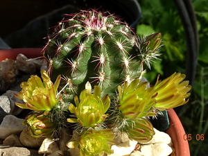 DSC07138Echinocereus chloranthus russanthus