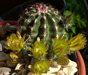 DSC07139Echinocereus chloranthus russanthus