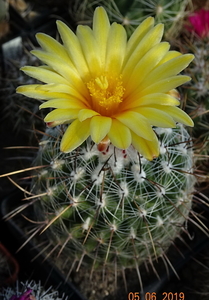 DSC07140Thelocactus conothelos v. aurantiacus