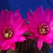 DSC07144Chamaecereus cv. Lincoln Imp