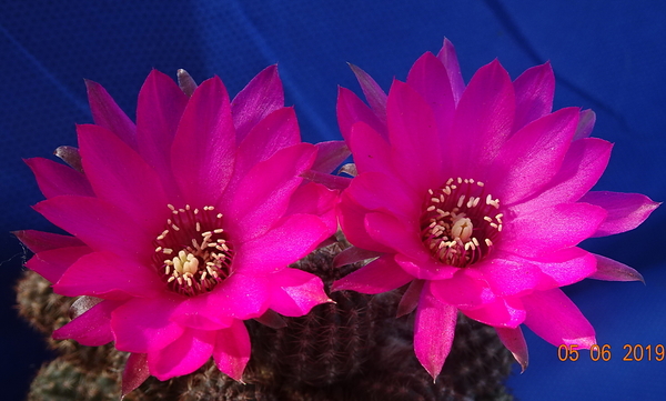 DSC07144Chamaecereus cv. Lincoln Imp