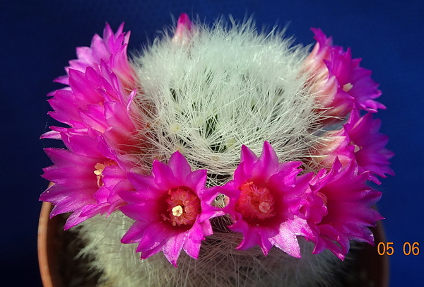 DSC07153Mammillaria laui