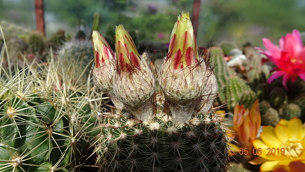 Notocactus mueller-melchersii