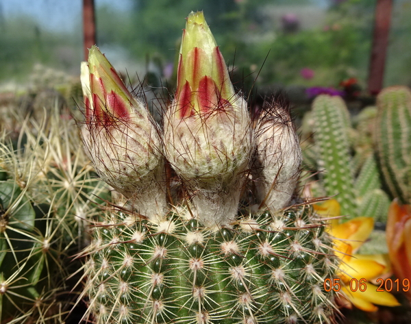 Notocactus mueller-melchersii