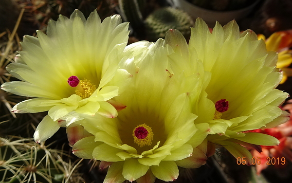 Notocactus mueller-melchersii