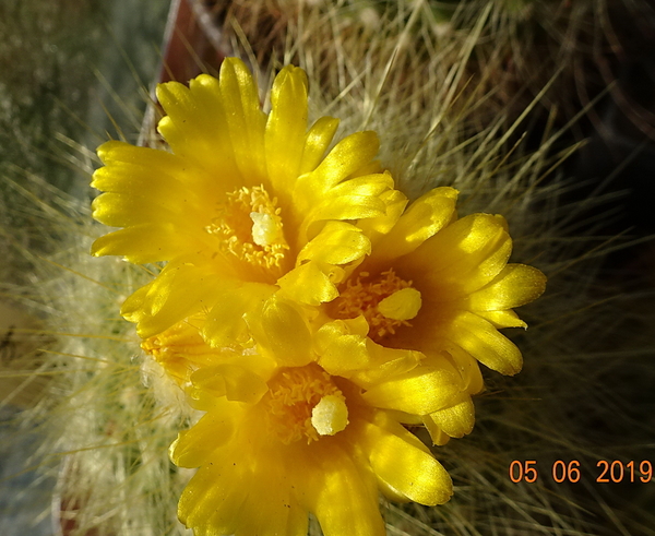 DSC07165Parodia chrysacanthion