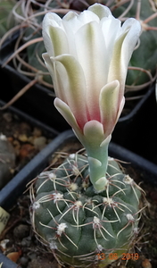 DSC07487Gymnocalycium amerhauseri STO 229