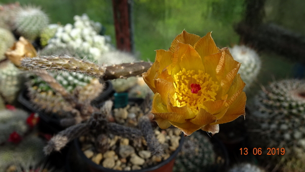 DSC07490Pterocactus tuberosus