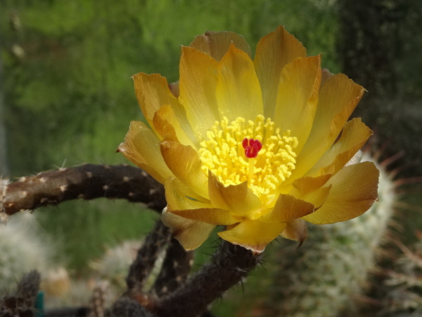 DSC07523Pterocactus tuberosus